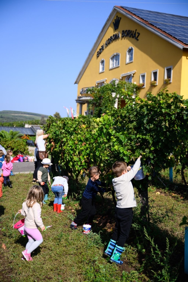 Szüreteltünk